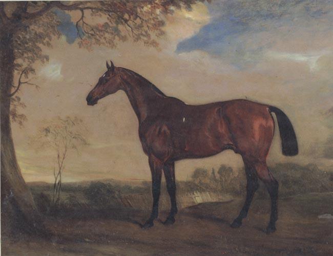 John Ferneley Portrait of a Hunter Mare,The Property of Robert shafto of whitworth park,durham Sweden oil painting art